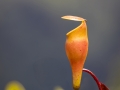 Seychellen-Kannenpflanze, Copolia