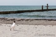 Zingst, Strand