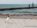 Zingst, Strand