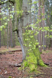 Darßer Wald