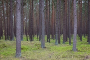 Darßer Wald