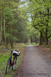 Darßer Wald