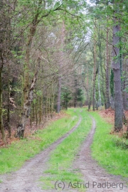 Darßer Wald