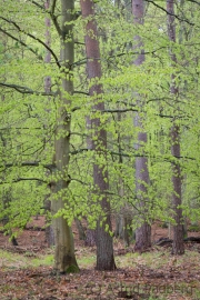 Darßer Wald