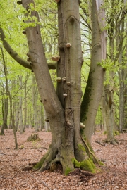 Darßer Wald, alte Buche