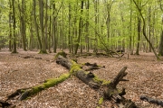 Darßer Wald