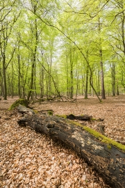 Darßer Wald