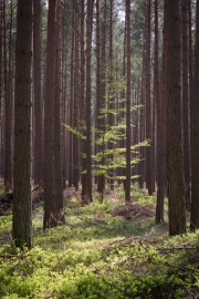 Darßer Wald