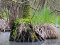 Darßer Wald