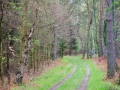 Darßer Wald