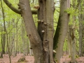 Darßer Wald, alte Buche