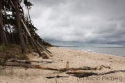 Weststrand, Darß