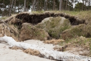 Weststrand, Darß