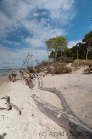 Weststrand, Darß