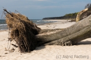 Weststrand, Darß