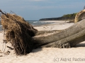 Weststrand, Darß