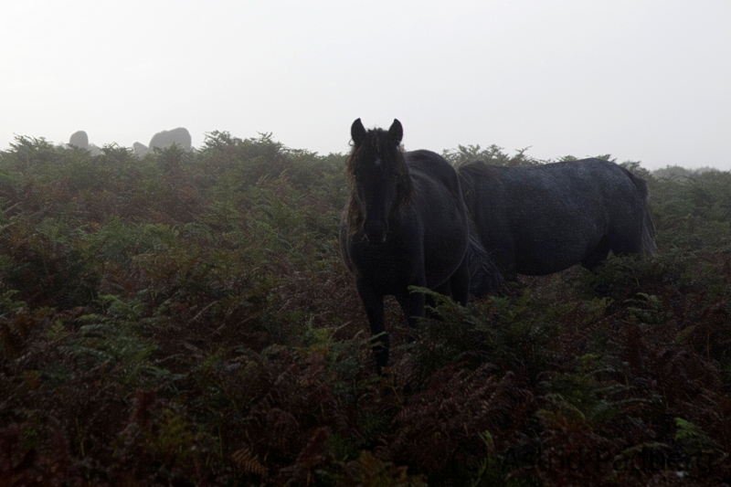 Weg von Ivybridge nach Holne