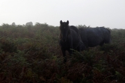 Weg von Ivybridge nach Holne