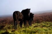 Weg von Ivybridge nach Holne