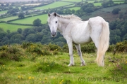 Zwischen Holne und Widecombe