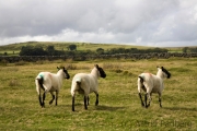 Von Widecombe nach Chagford