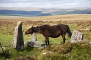 Widecombe nach Chagford