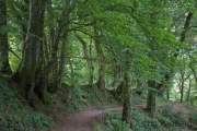 Okehampton nach Lydford, Lydford Gorge