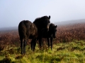 Weg von Ivybridge nach Holne