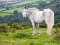 Zwischen Holne und Widecombe