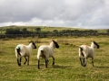 Von Widecombe nach Chagford