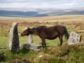 Widecombe nach Chagford