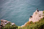 Küste zwischen Lynton und Heddons Mouth,Capra aegagrus hircus, Feral goat