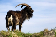 Capra aegagrus hircus, Feral goat