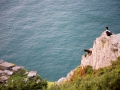 Küste zwischen Lynton und Heddons Mouth,Capra aegagrus hircus, Feral goat