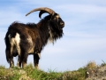 Capra aegagrus hircus, Feral goat