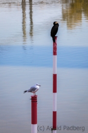 Medienhafen, Düsseldorf