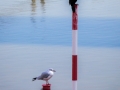 Medienhafen, Düsseldorf