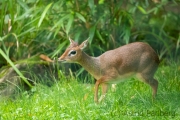 Zoo Duisburg Kirk Dikdik