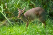 Zoo Duisburg Kirk Dikdik