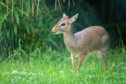 Zoo Duisburg Kirk Dikdik