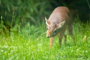 Zoo Duisburg Kirk Dikdik