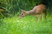 Zoo Duisburg Kirk Dikdik