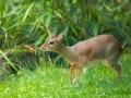 Zoo Duisburg Kirk Dikdik