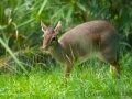 Zoo Duisburg Kirk Dikdik