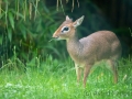 Zoo Duisburg Kirk Dikdik