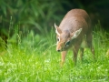 Zoo Duisburg Kirk Dikdik