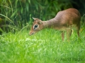 Zoo Duisburg Kirk Dikdik