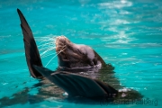 Zoo Duisburg Kalifornischer Seelöwe