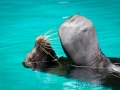 Zoo Duisburg Kalifornischer Seelöwe