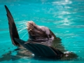 Zoo Duisburg Kalifornischer Seelöwe